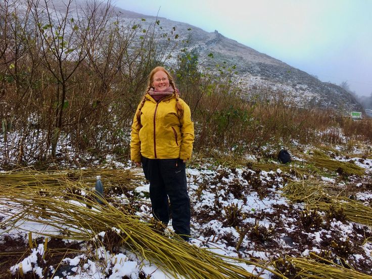 Joe Gregory harvesting willow